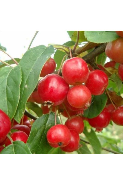 Malus Red Sentinel - плоды и красота в одном дереве.